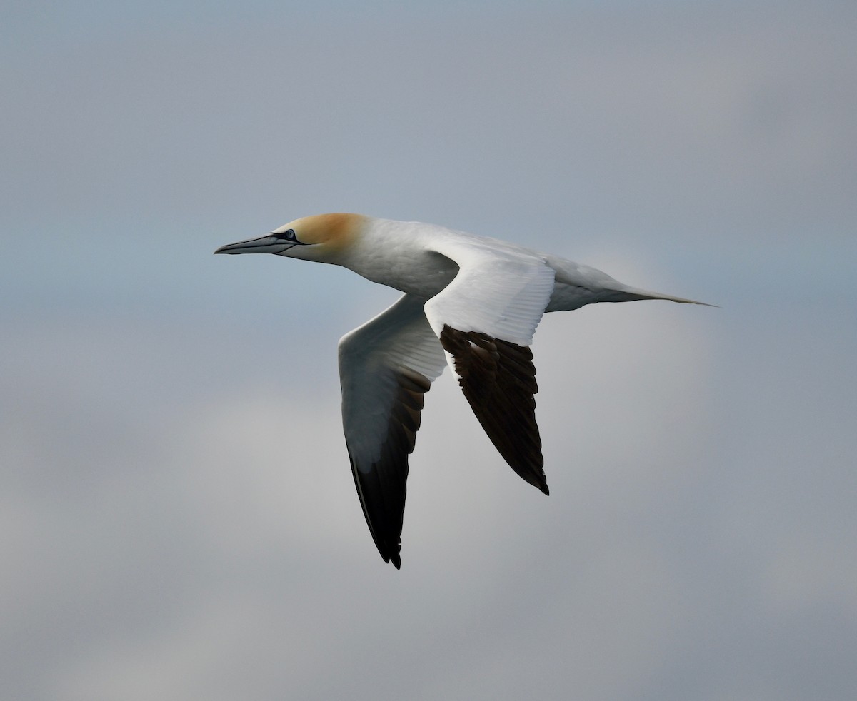 Northern Gannet - ML615934786