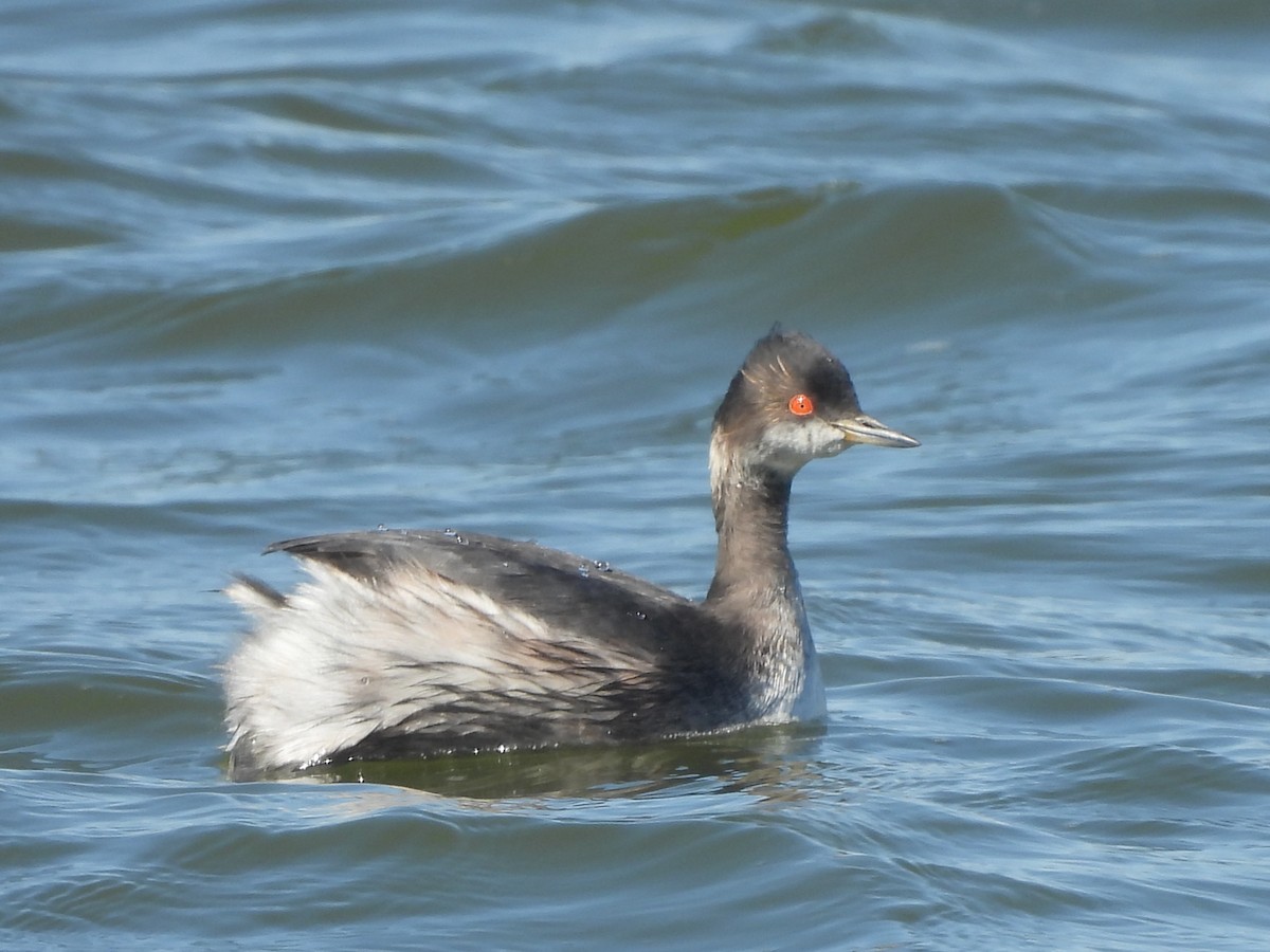 Eared Grebe - Jacob Tsikoyak