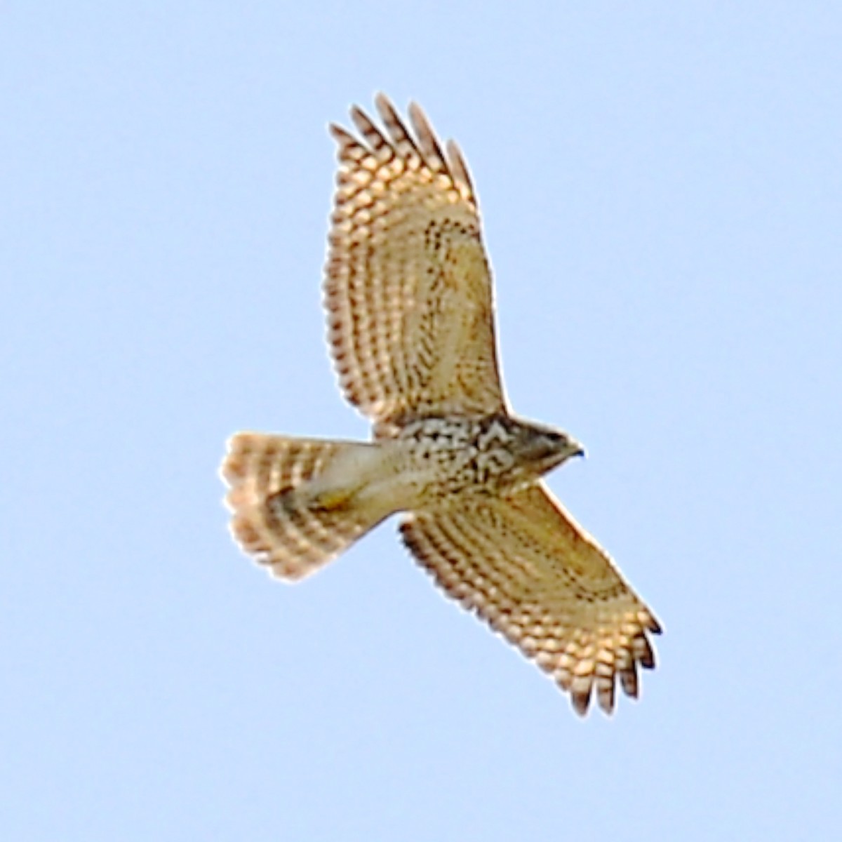 Red-shouldered Hawk - ML615934798
