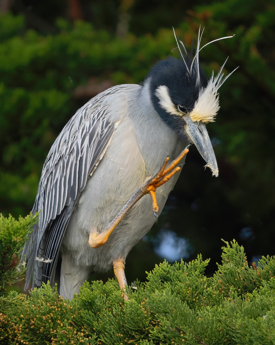 Yellow-crowned Night Heron - Mark Chappell