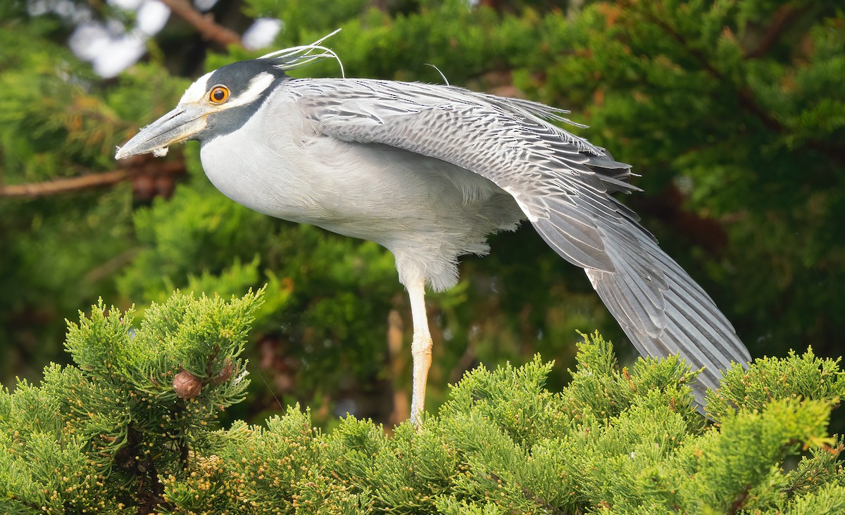 Yellow-crowned Night Heron - Mark Chappell