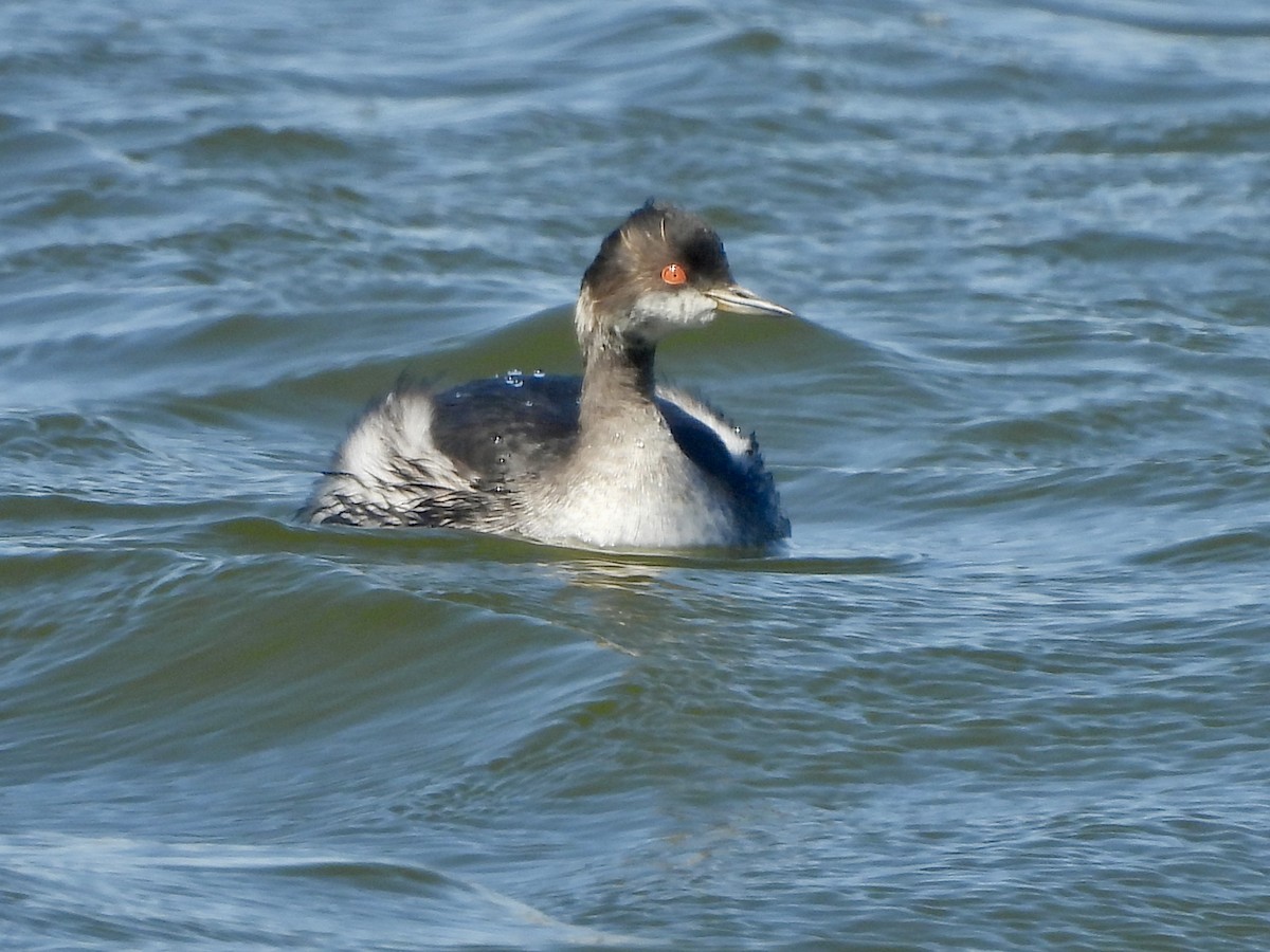 Eared Grebe - ML615934823