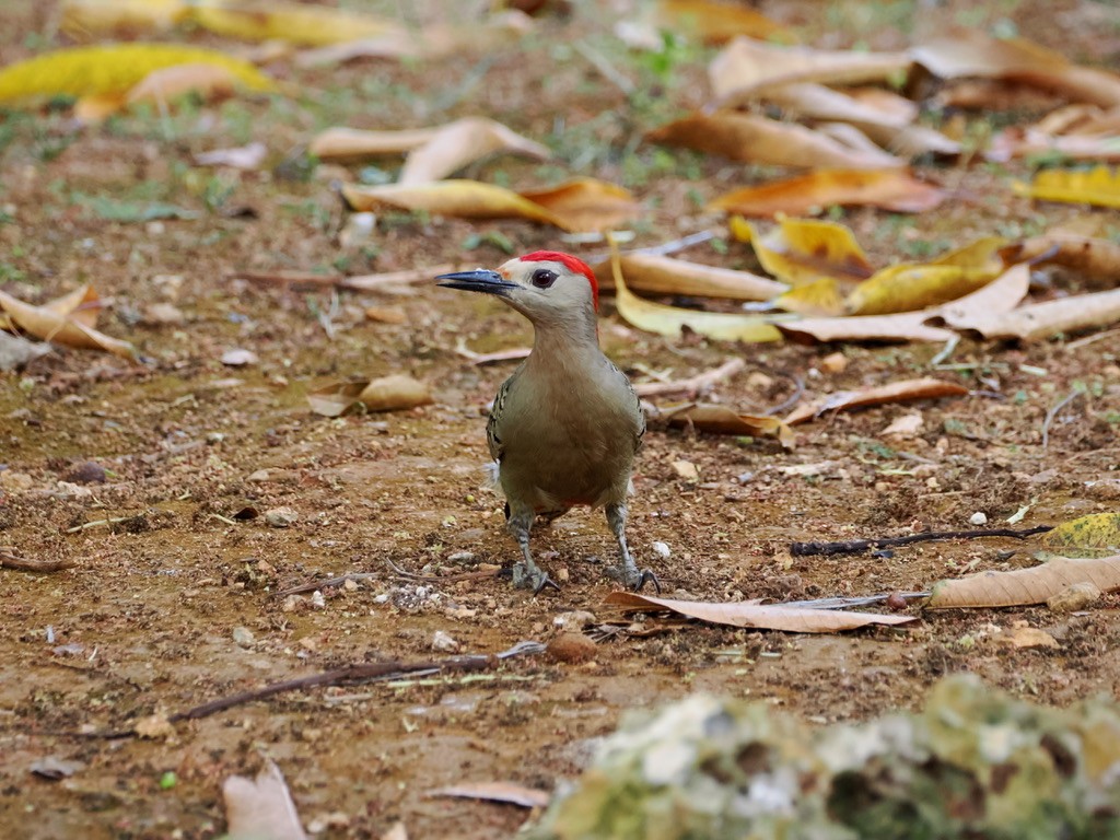 West Indian Woodpecker - ML615934825