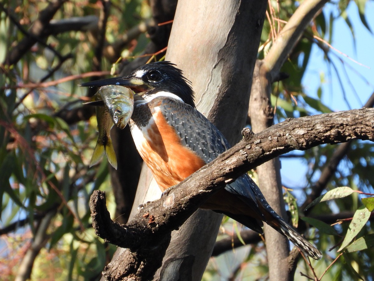 Ringed Kingfisher - Más Aves
