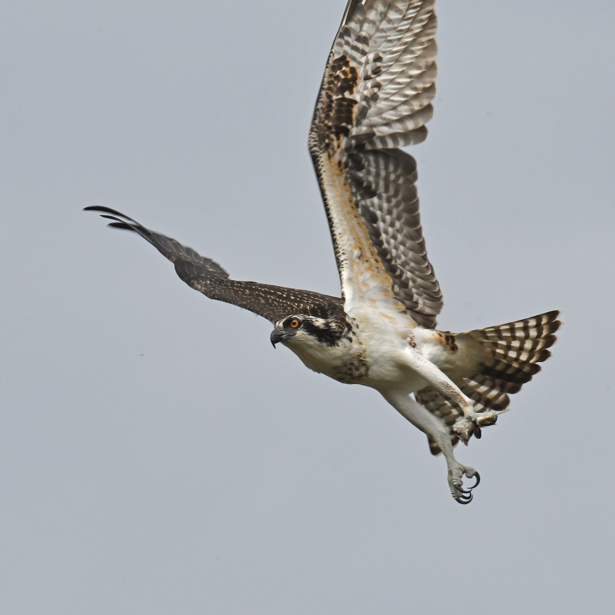 Águila Pescadora - ML615934838