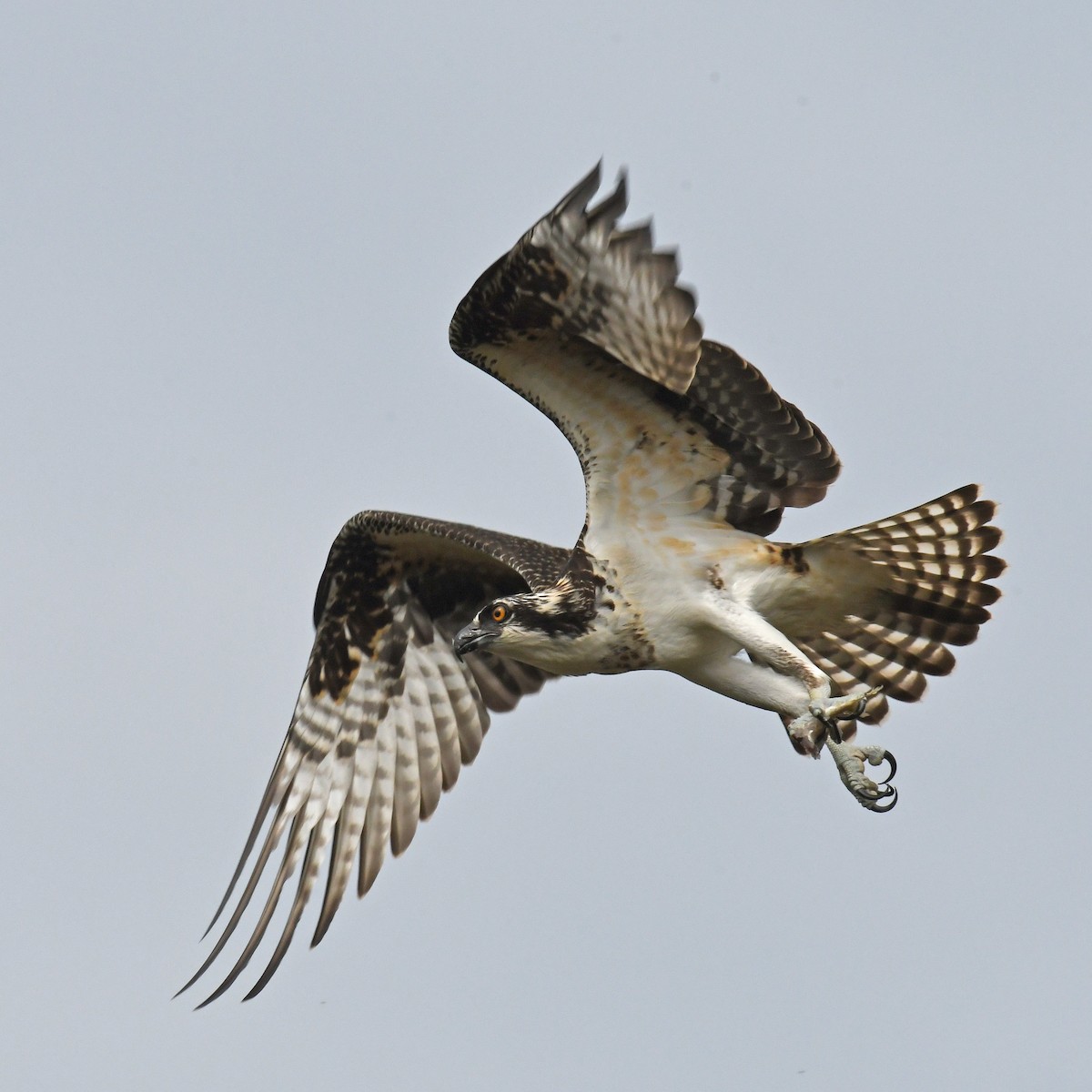 Águila Pescadora - ML615934839