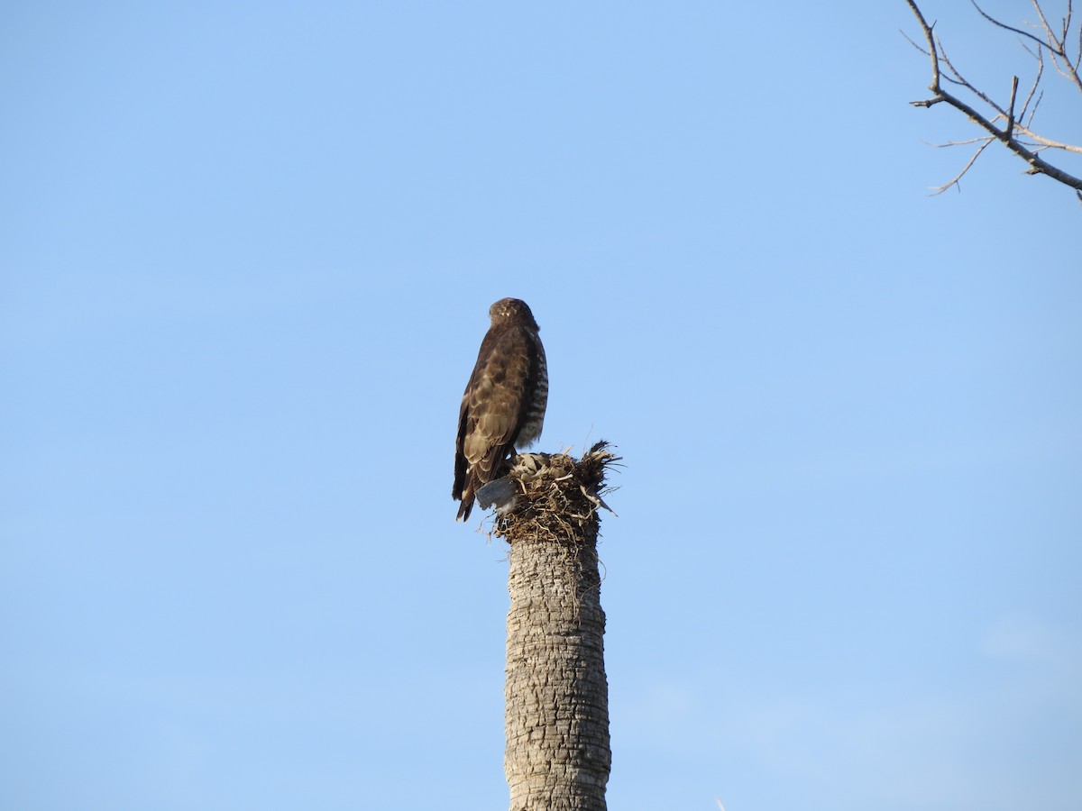 Broad-winged Hawk - Julie Long