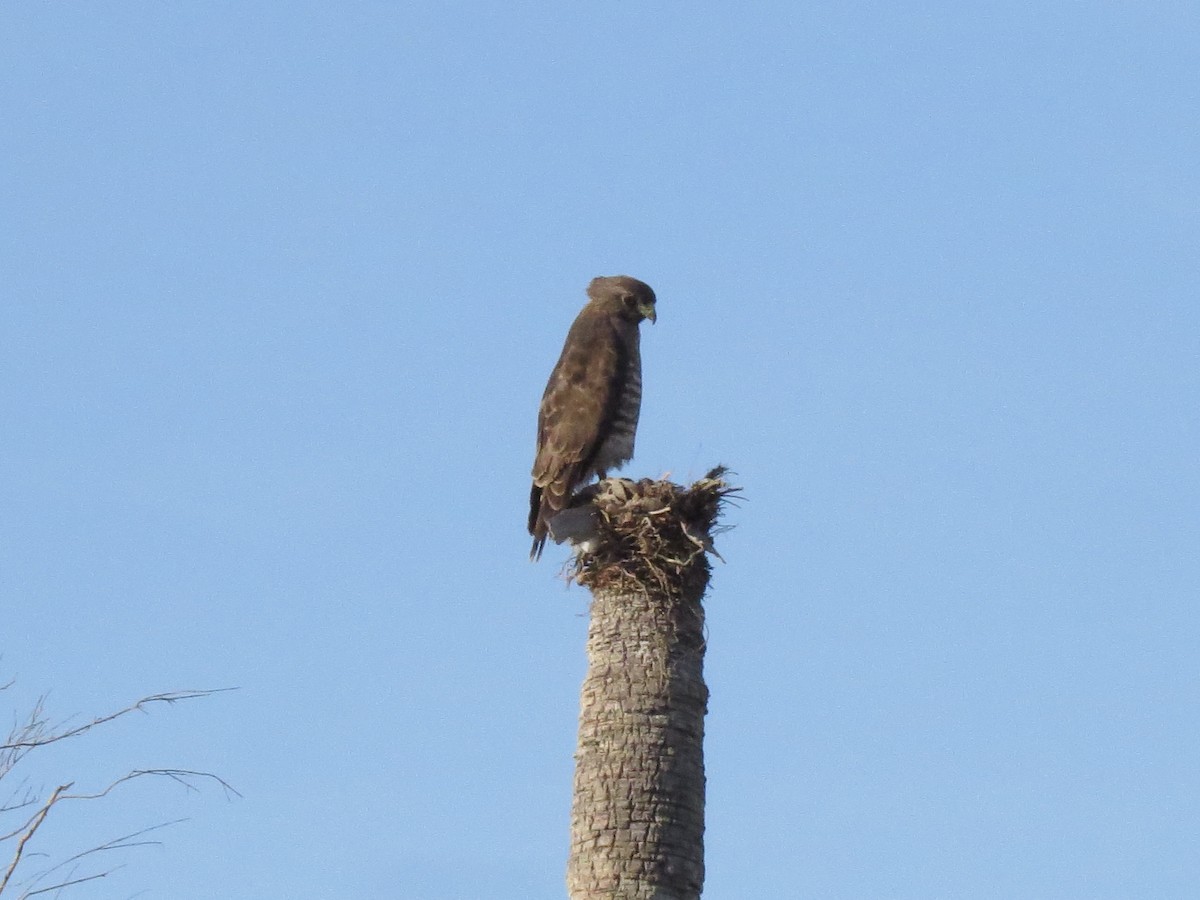 Broad-winged Hawk - Julie Long