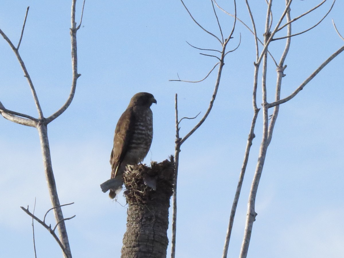 Broad-winged Hawk - ML615934847