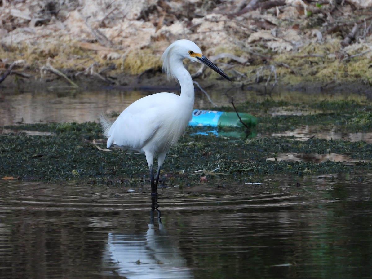 Snowy Egret - ML615934854