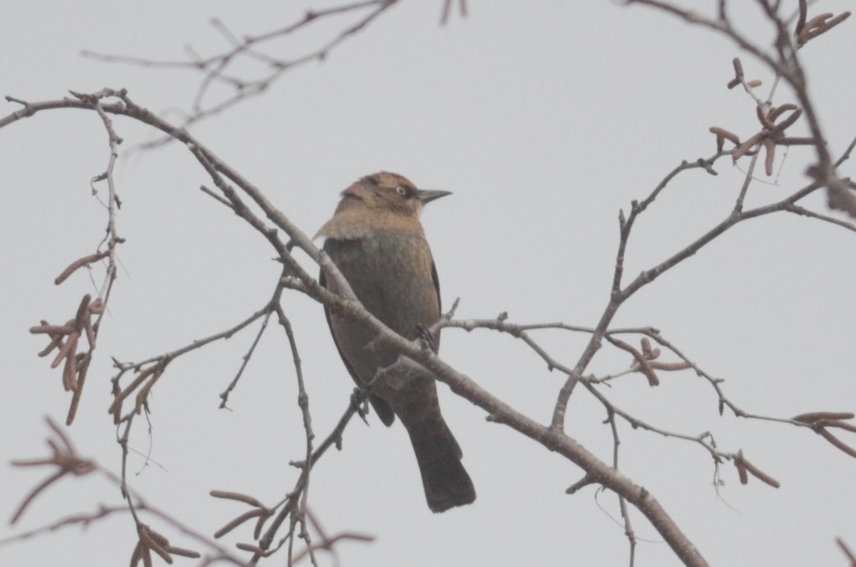 Rusty Blackbird - Nathaniel Sharp