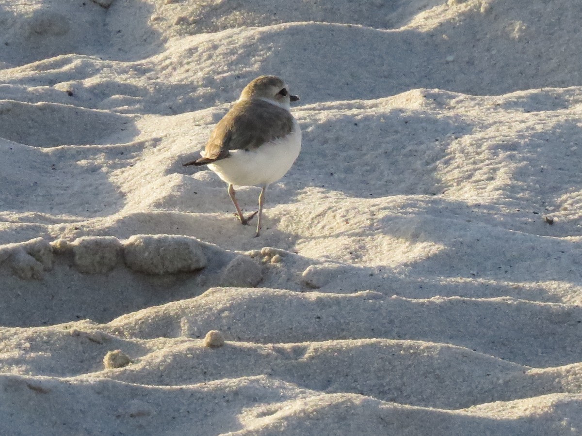 Snowy Plover - ML615935007