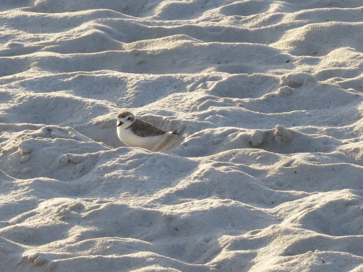 Snowy Plover - ML615935008