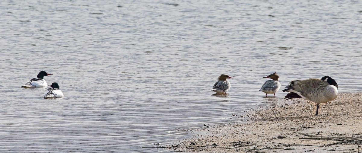 Common Merganser - ML615935010