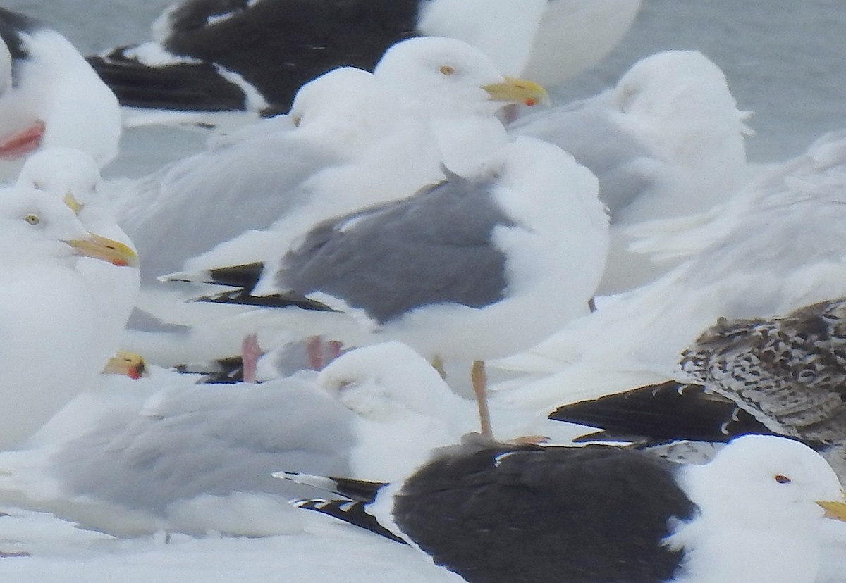 Herring x Lesser Black-backed Gull (hybrid) - Jules-Alex Banville