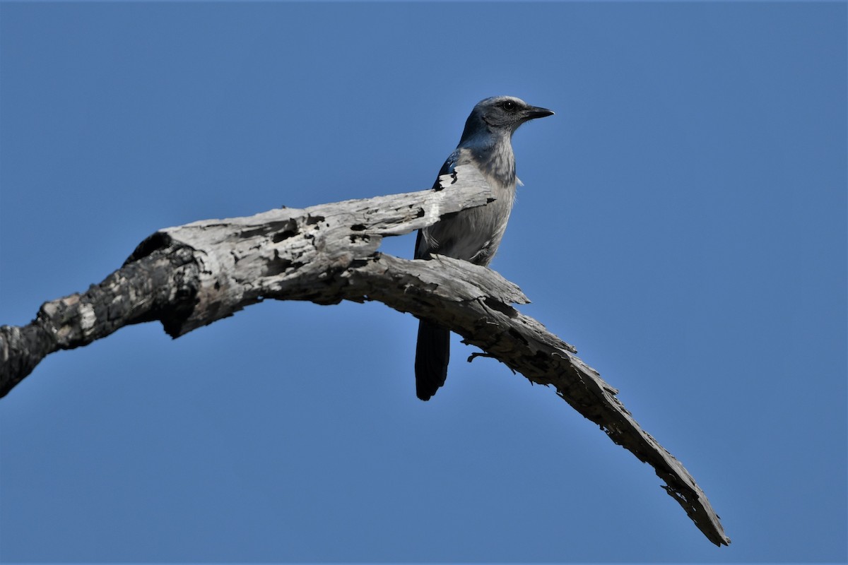 Florida Scrub-Jay - Mark Miller