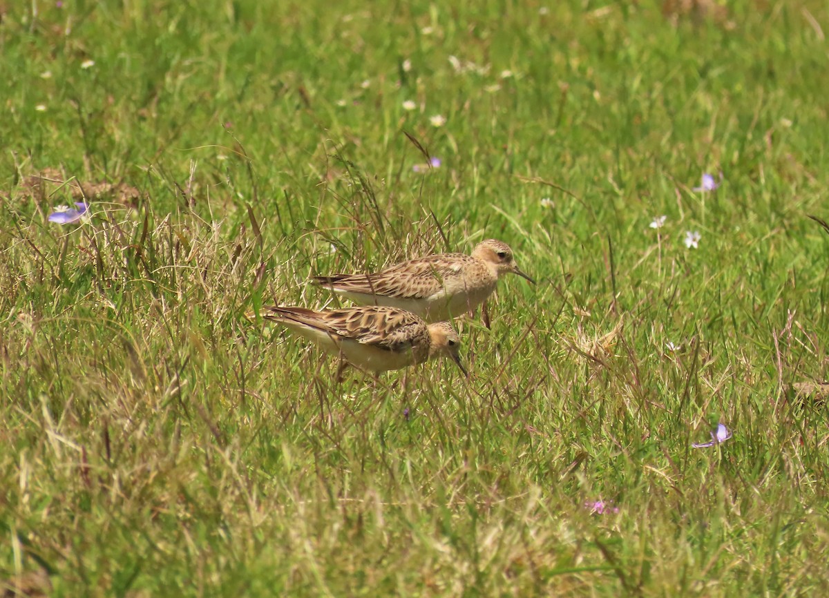 Buff-breasted Sandpiper - ML615935102