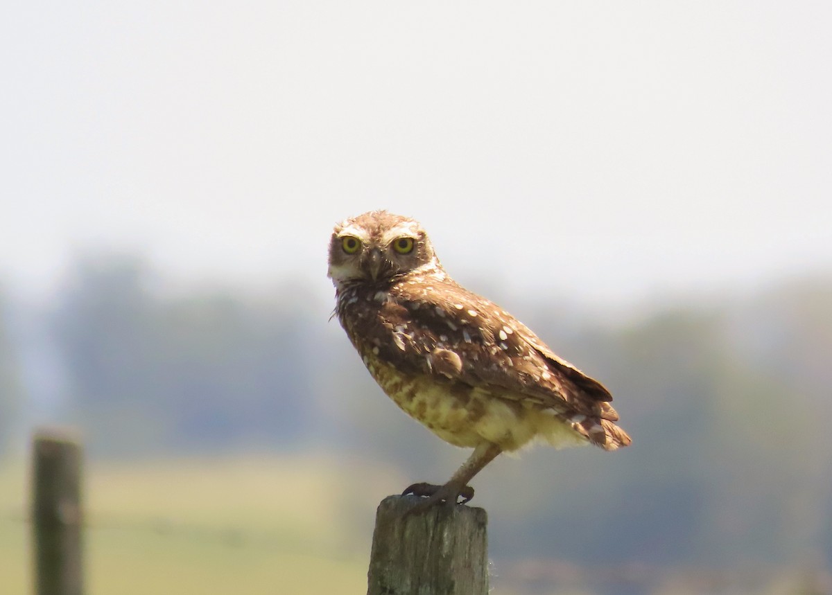 Burrowing Owl - Birding Tours Uruguay