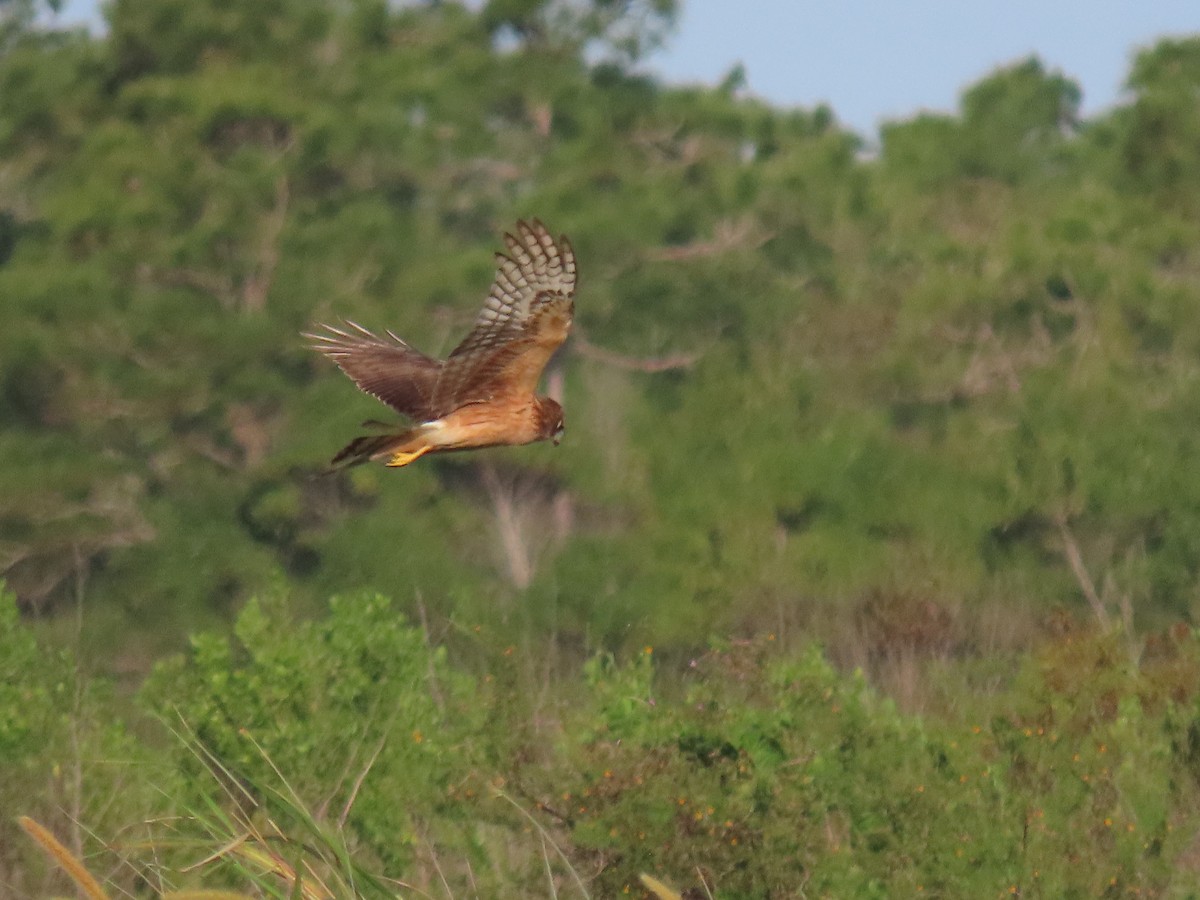 Northern Harrier - ML615935124