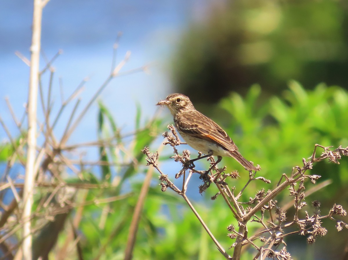 Spectacled Tyrant - Birding Tours Uruguay