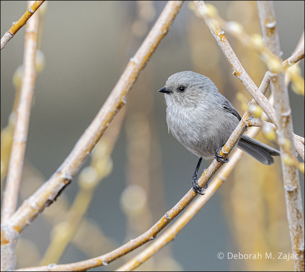 Bushtit - Deborah Zajac