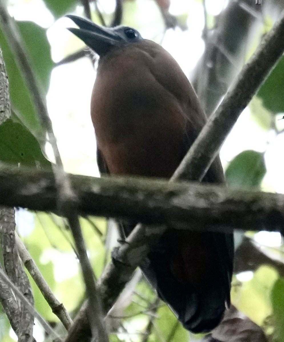 Pájaro Capuchino - ML615935279