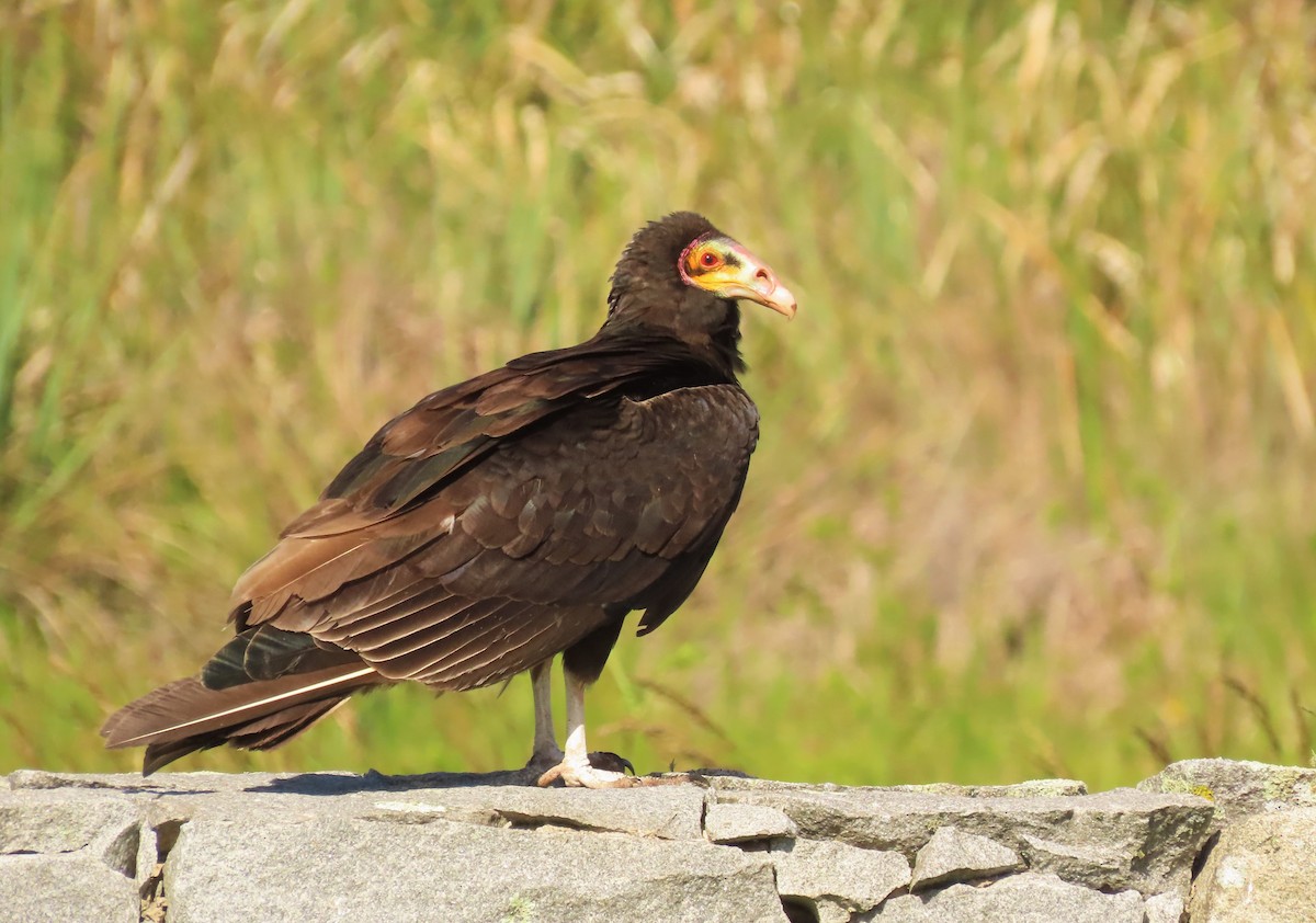 Lesser Yellow-headed Vulture - Birding Tours Uruguay