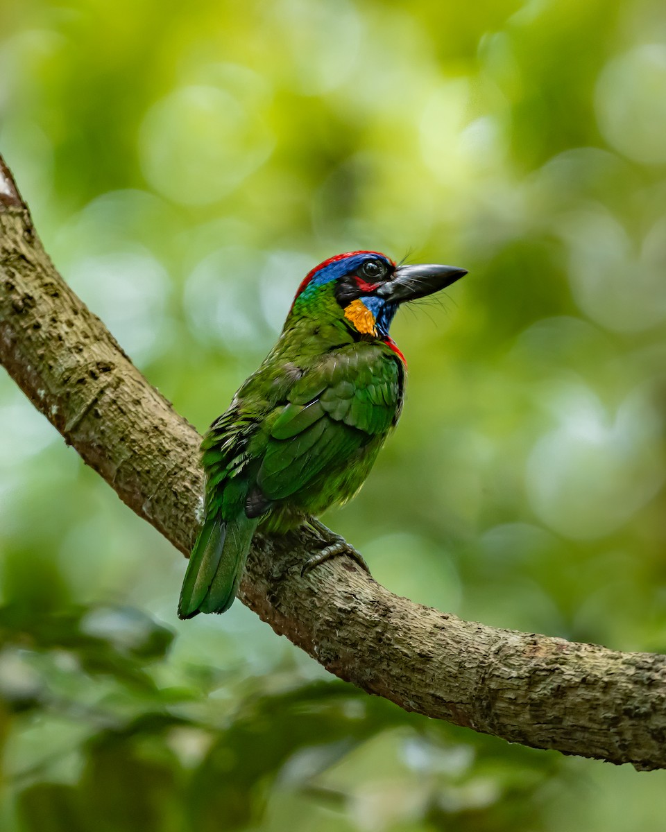 Red-crowned Barbet - Yan Ze Ng