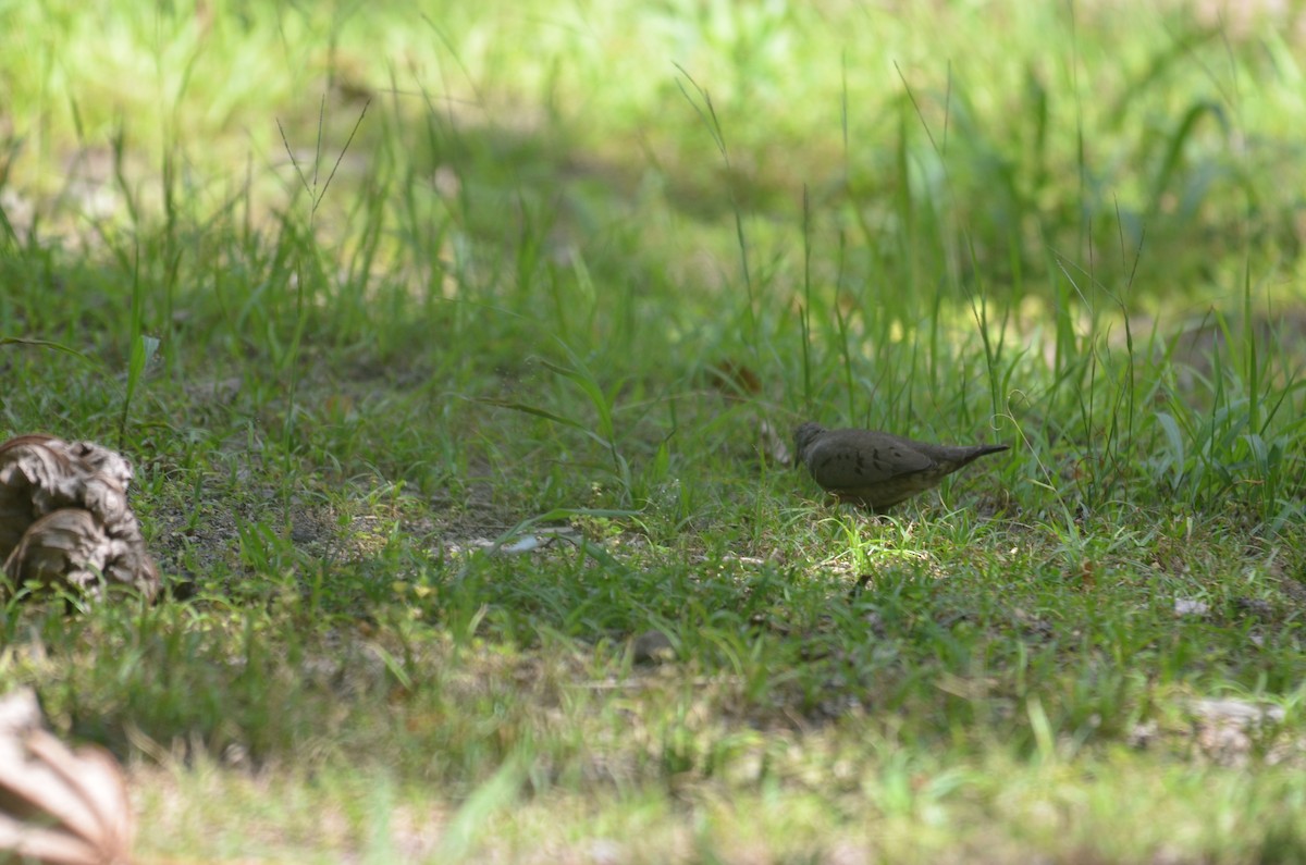 Common Ground Dove - ML615935328