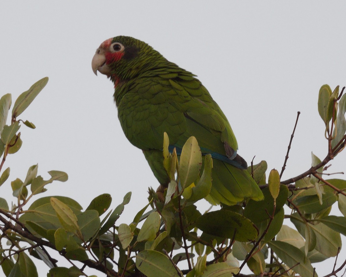 Cuban Parrot (Cayman Is.) - Ernest Crvich