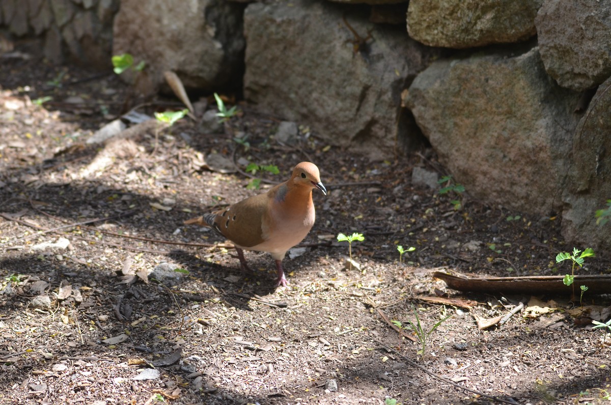 Zenaida Dove - ML615935334