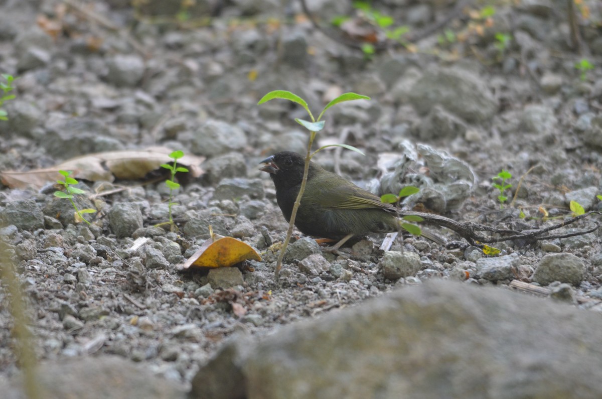 Black-faced Grassquit - ML615935338