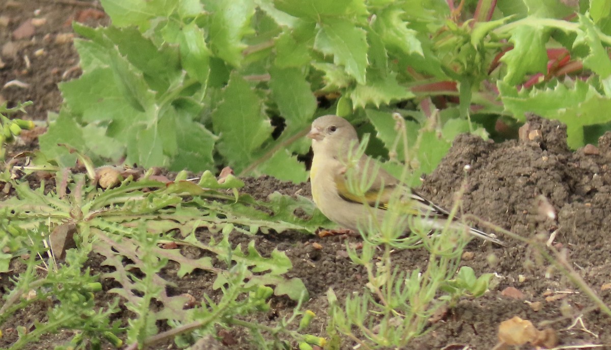 Lawrence's Goldfinch - ML615935377