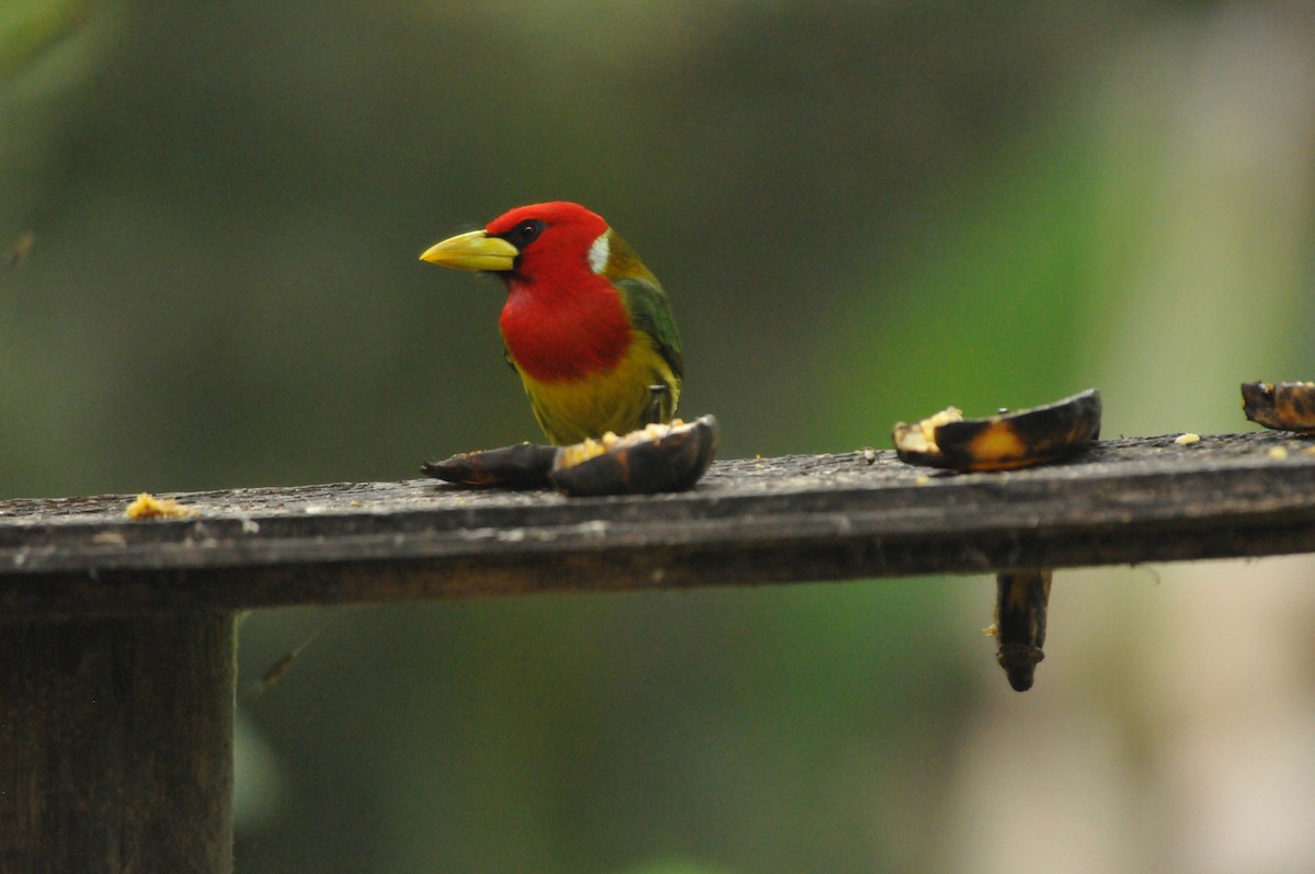 Red-headed Barbet - ML615935395