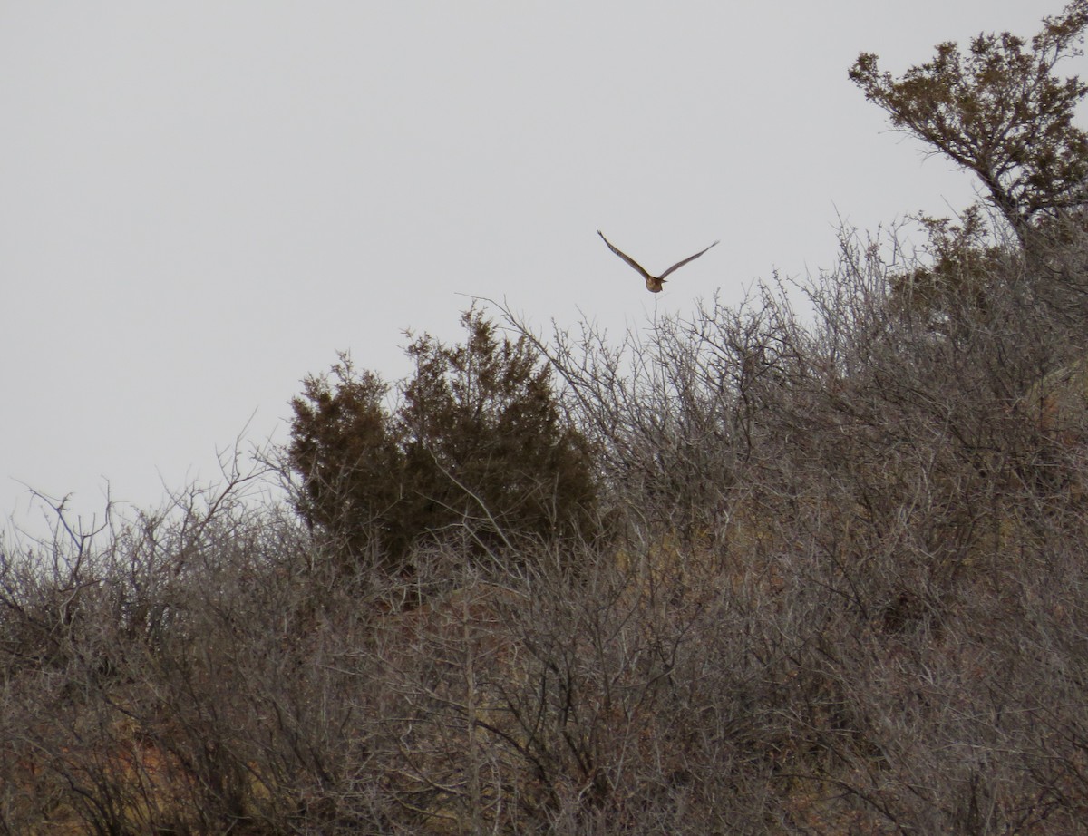 Northern Harrier - ML615935410