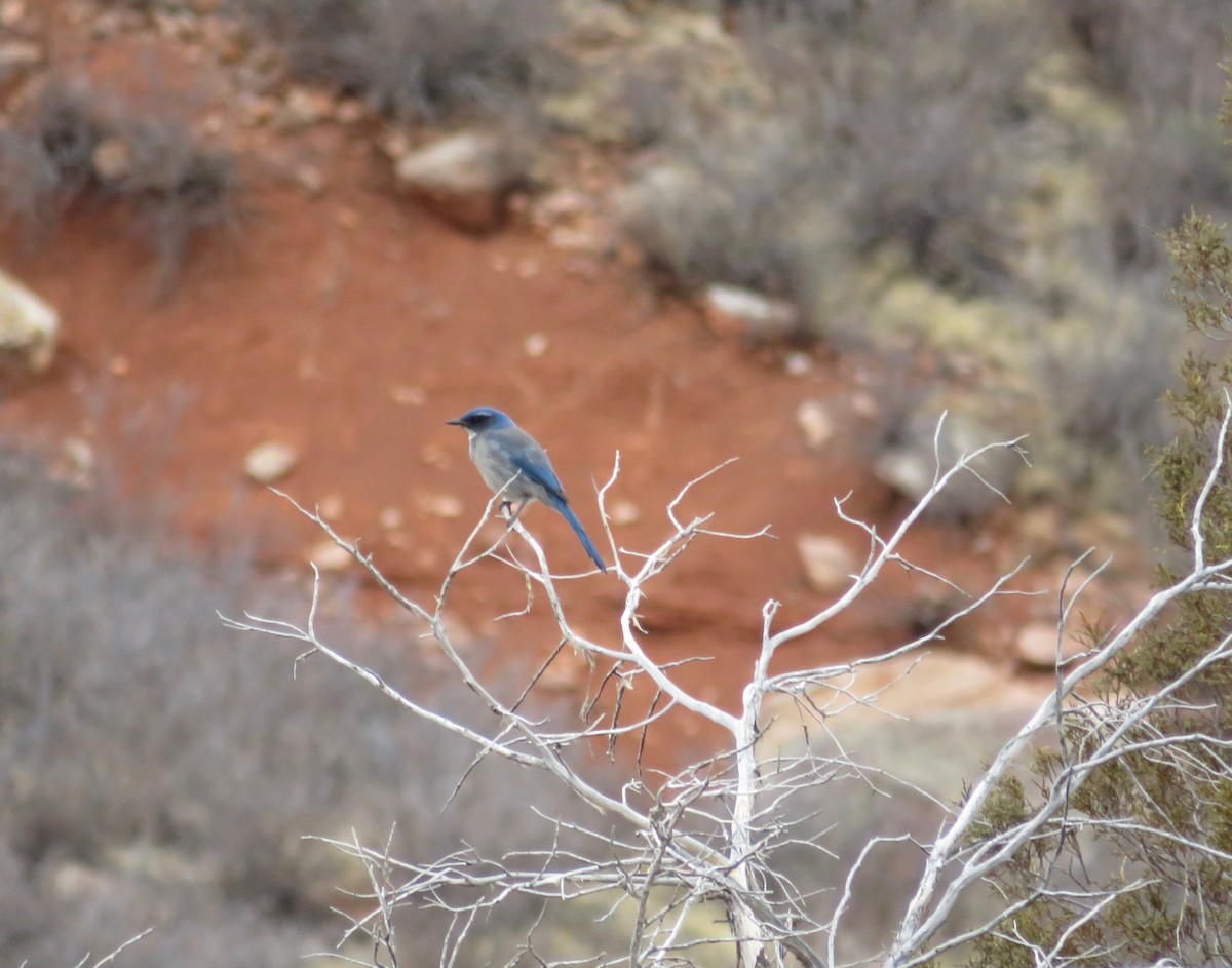 Woodhouse's Scrub-Jay - ML615935417