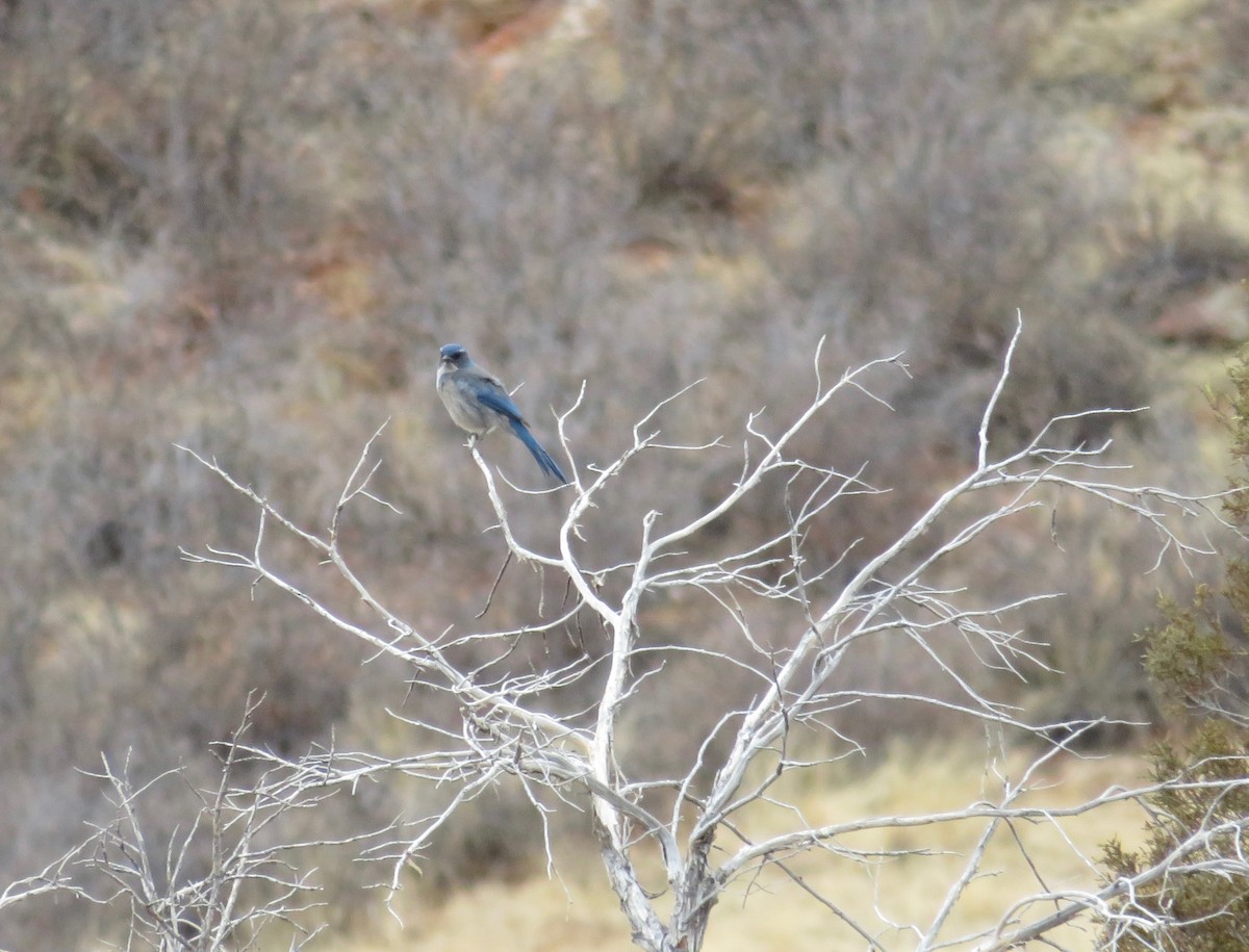 Woodhouse's Scrub-Jay - ML615935438