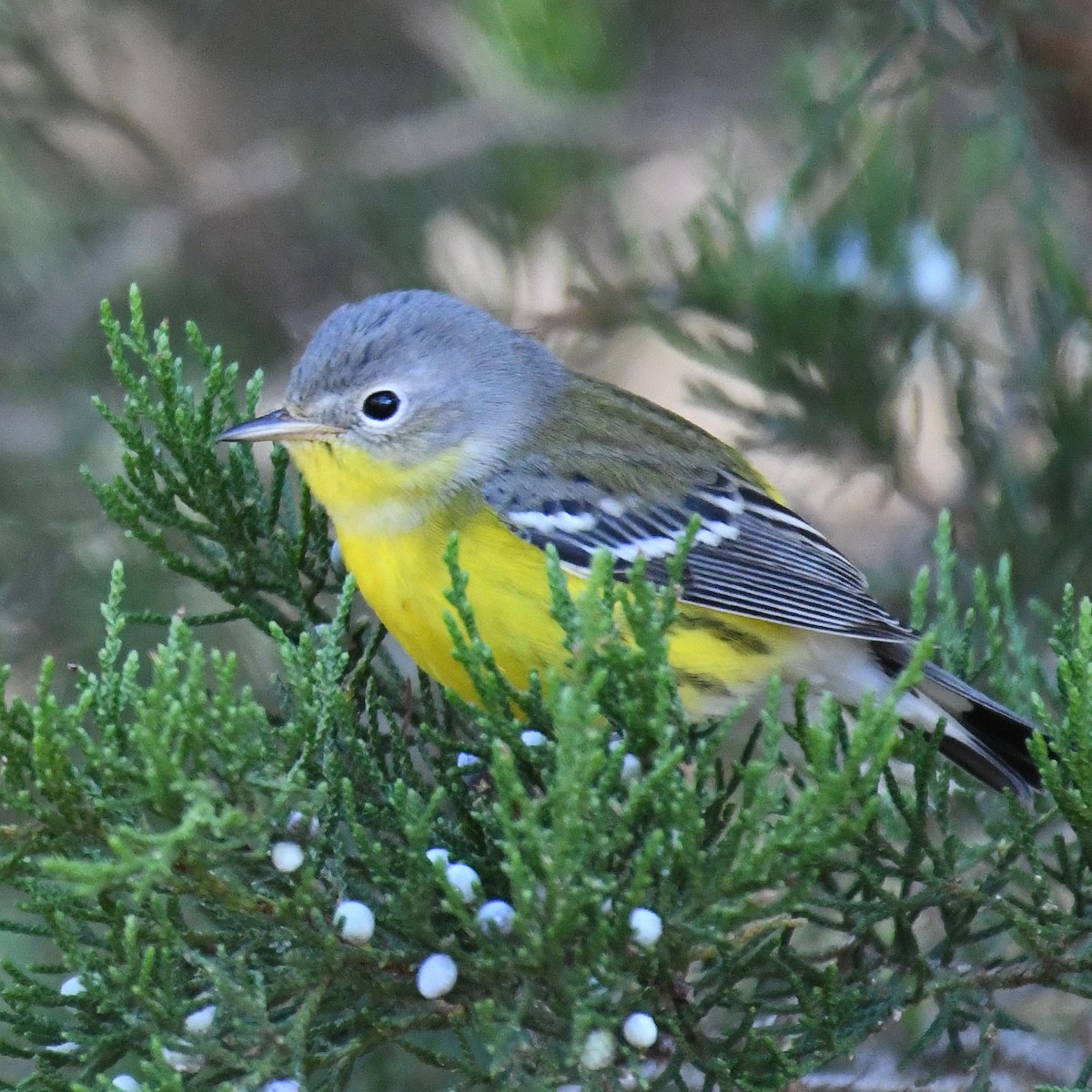 Magnolia Warbler - ML615935477