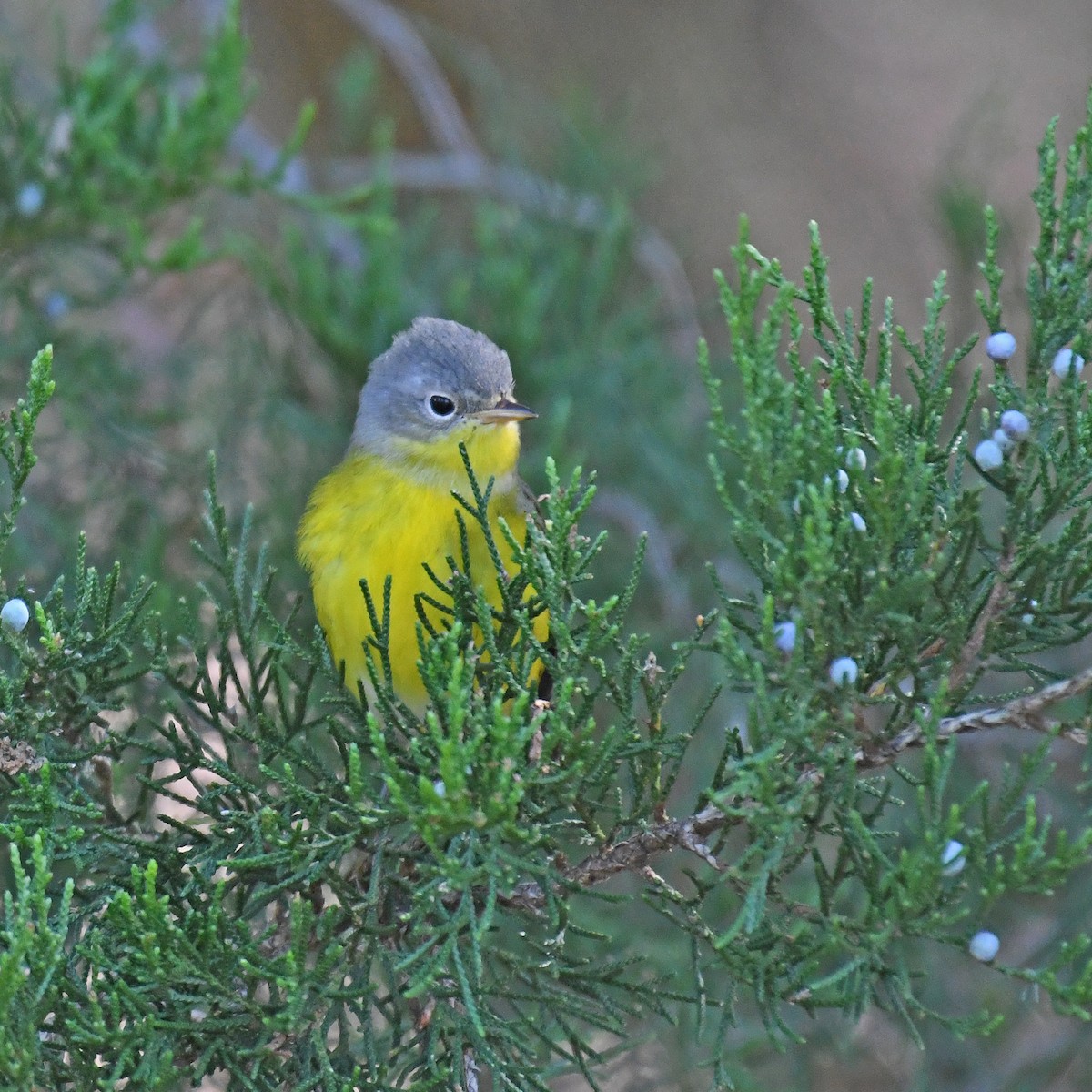 Magnolia Warbler - ML615935478