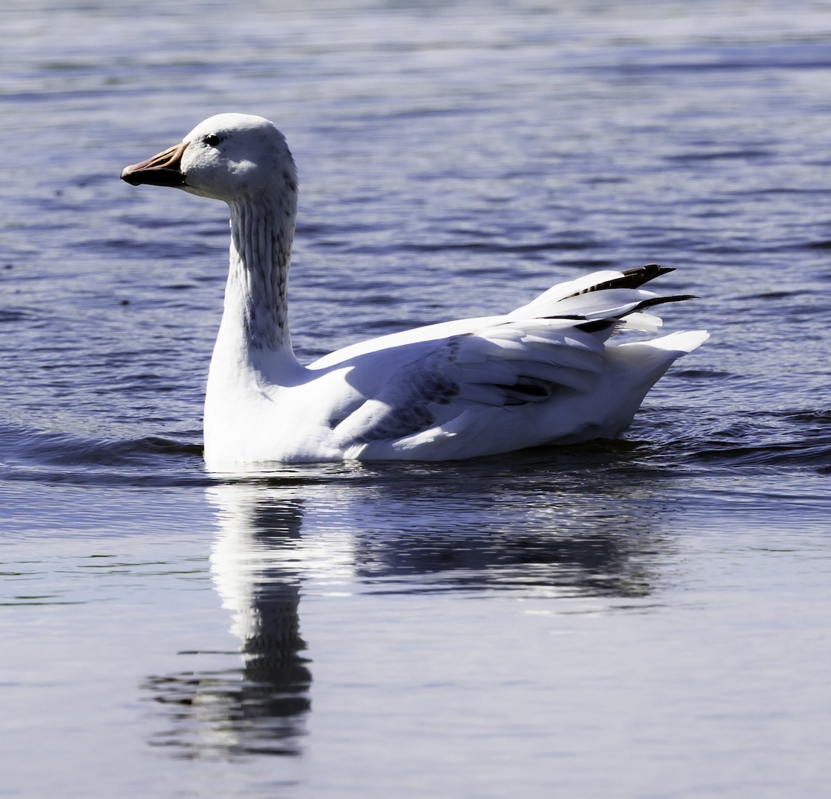 Snow Goose - ML615935480