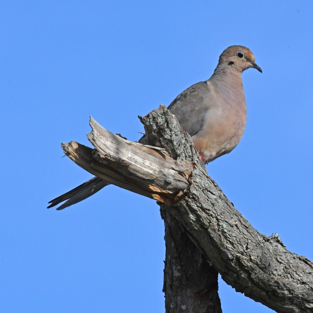 Mourning Dove - ML615935484