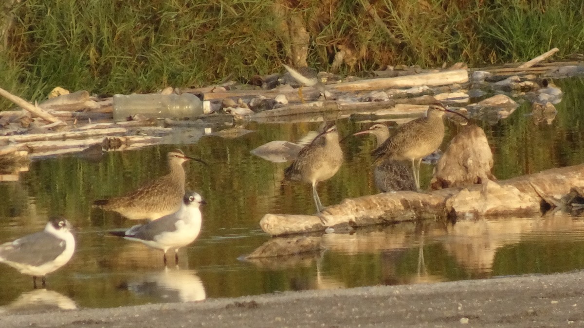 Whimbrel - Marco Antonio Guerrero R.