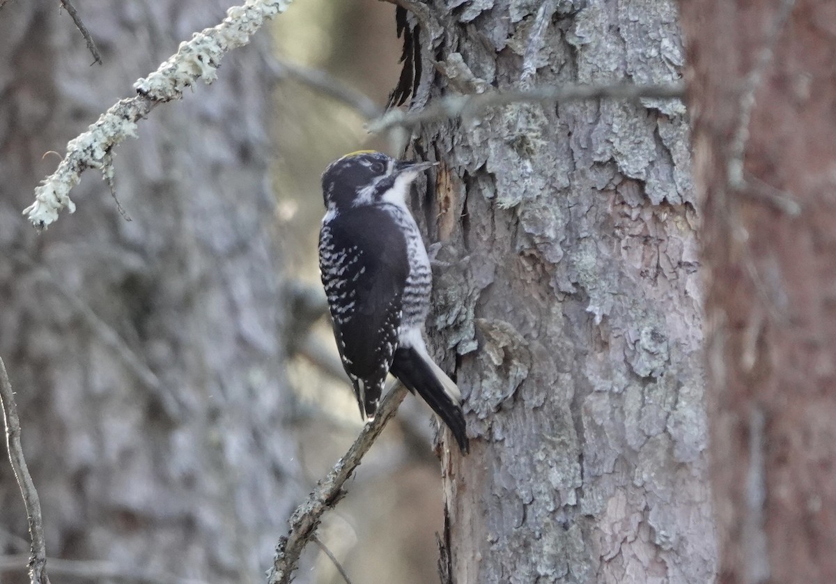 American Three-toed Woodpecker - ML615935499