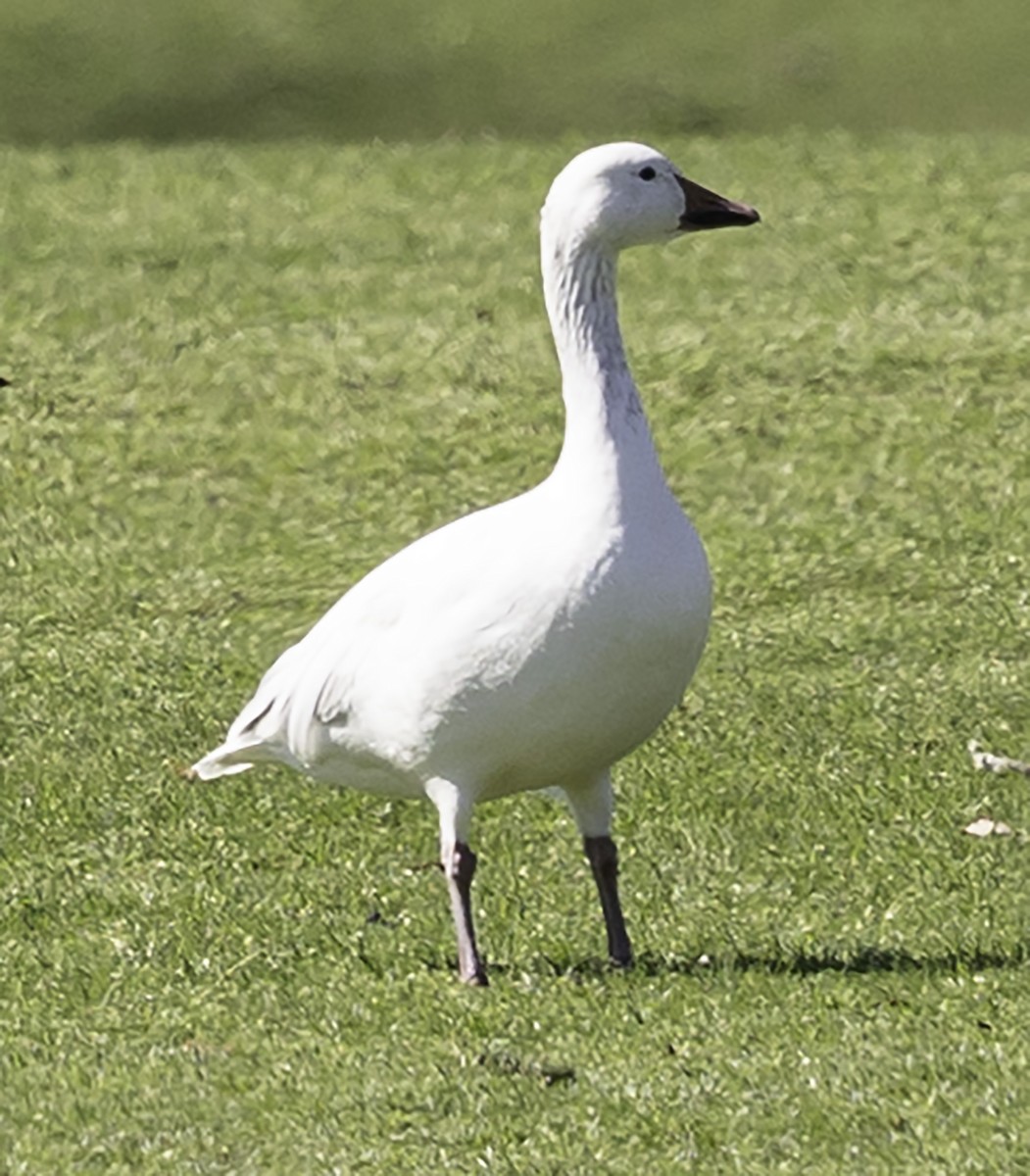 Snow Goose - ML615935509