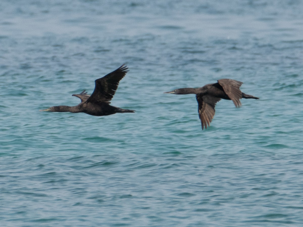 Cormorán de Socotra - ML615935547