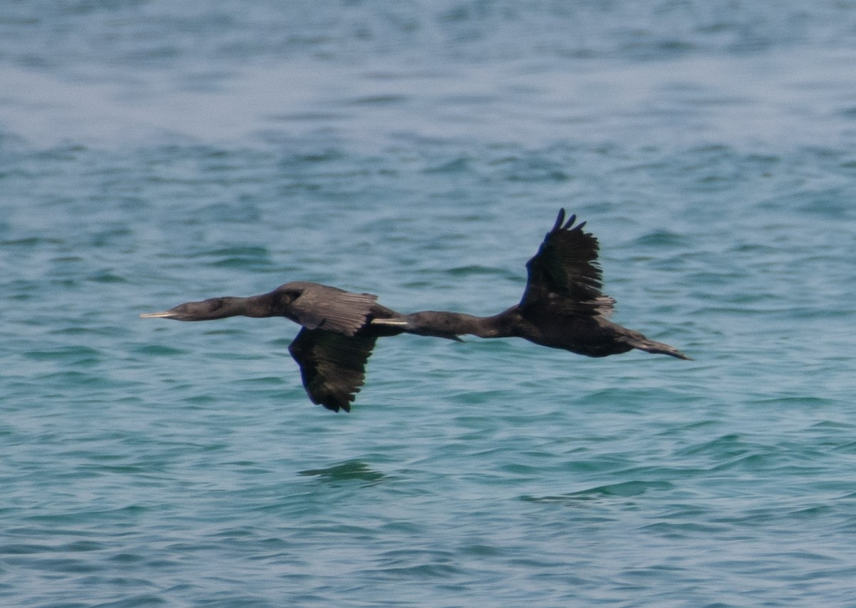 Cormorán de Socotra - ML615935549