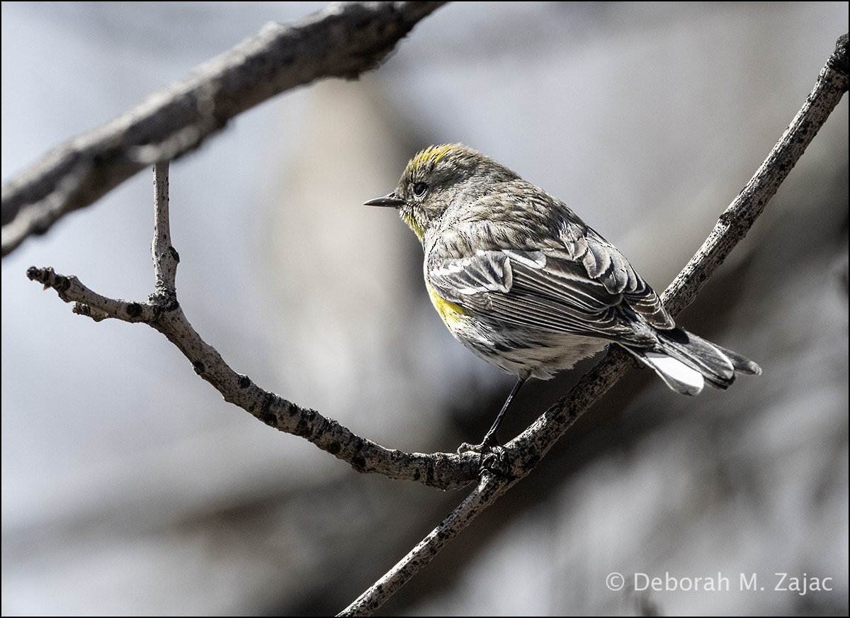 Yellow-rumped Warbler - Deborah Zajac