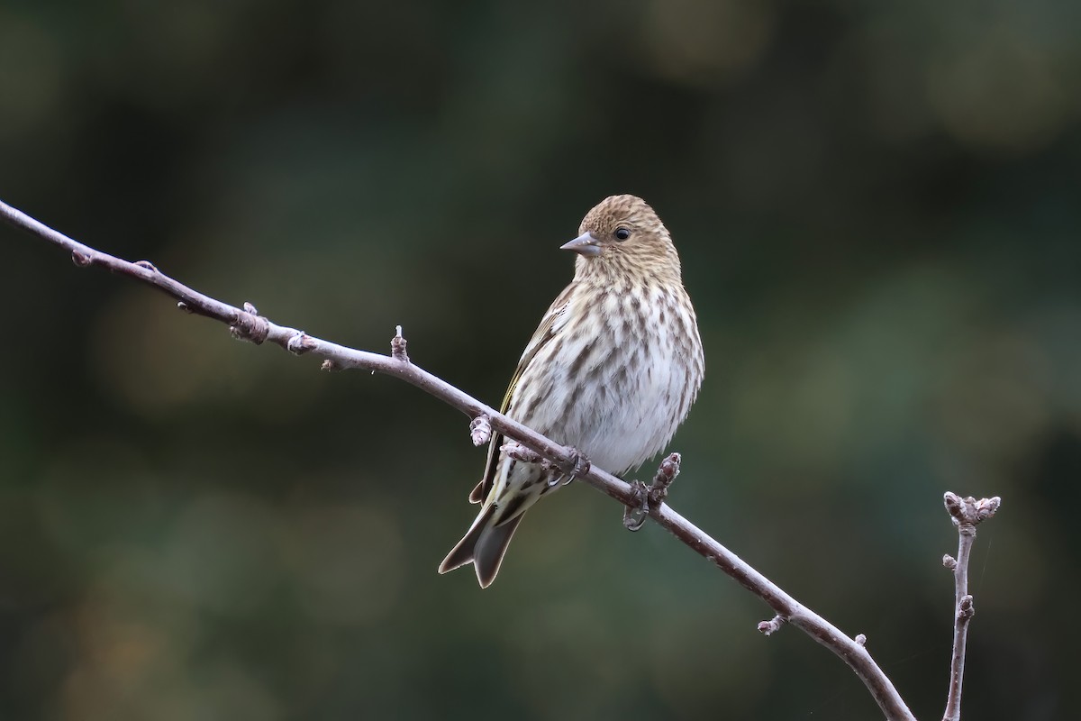 Pine Siskin - ML615935560