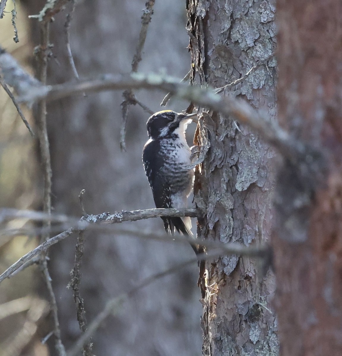 American Three-toed Woodpecker - larry nigro