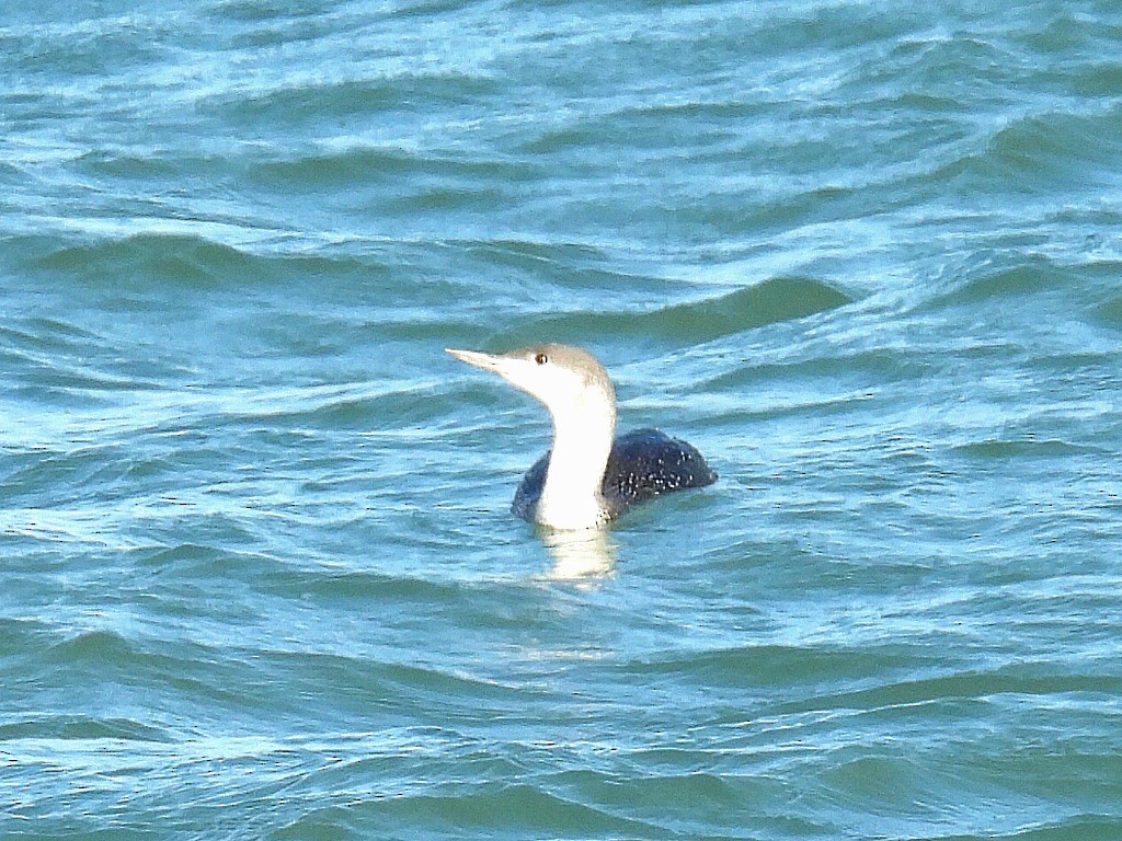 Red-throated Loon - ML615935595